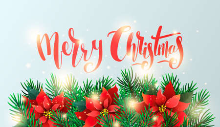 Banner with poinsettia flowers and fir branchesのイラスト素材