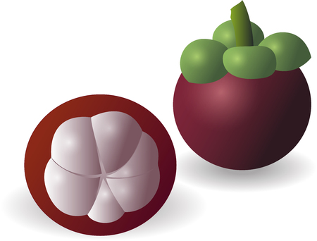 Fresh Mangosteen or Mangiestのイラスト素材