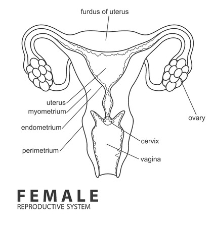 Female reproductive systemのイラスト素材