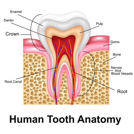 Human Tooth Detailed Anatomyのイラスト素材