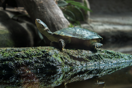 turtleの写真素材