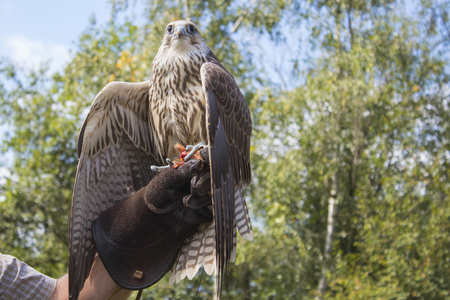 Falcoの写真素材
