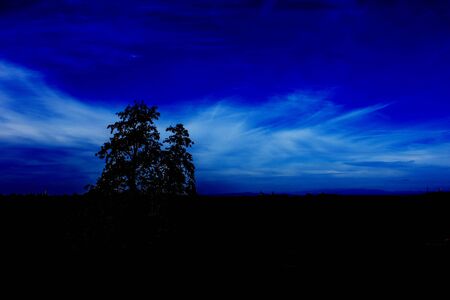 Night sky and tree in Hradec Kralove