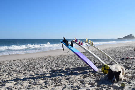 Surf and dogのeditorial素材