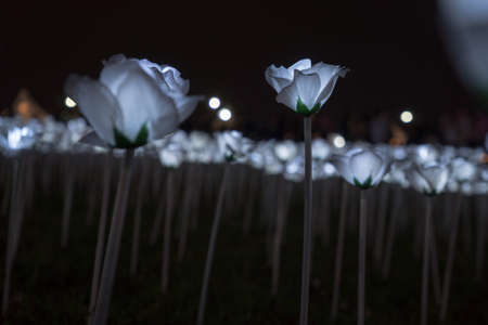 LED White Rosesの写真素材