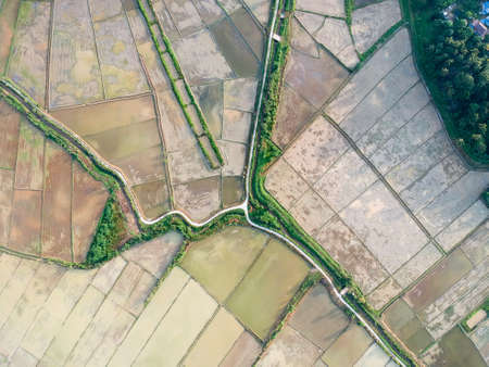 Aerial Photo - Bird's eye view of the paddy field after harvest at morning.