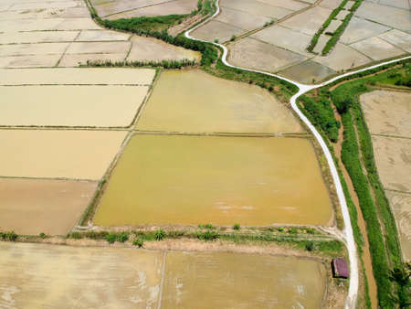 Aerial Photo - Bird's eye view of the paddy field after harvest at morning.の写真素材