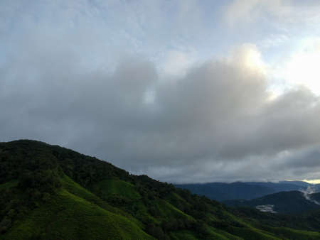 Aerial Photo - Bird's eye view of the tea farm after harvest at morning.の写真素材