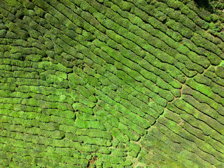 Aerial Photo - Bird's eye view of the tea farm after harvest at morning.の写真素材