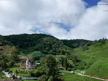 Aerial Photo - Bird's eye view of the tea farm after harvest at morning.の写真素材