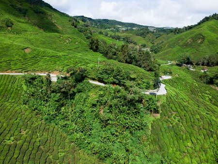 Aerial Photo - Bird's eye view of the tea farm after harvest at morning.の写真素材