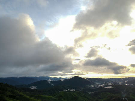 Aerial Photo - Bird's eye view of the tea farm after harvest at morning.