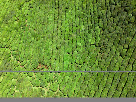 Aerial Photo - Bird's eye view of the tea farm after harvest at morning.の写真素材