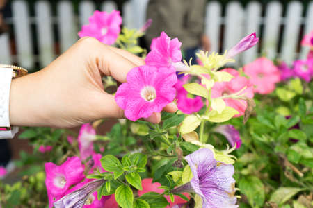 Hand holding flower with flower farm backgroundの写真素材
