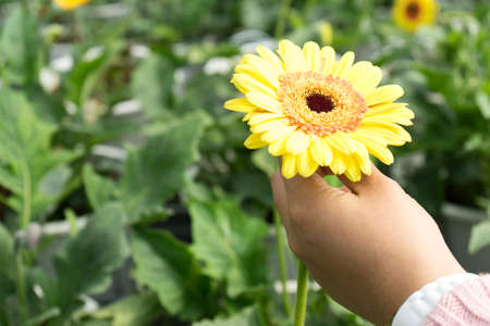 Hand holding flower with flower farm backgroundの写真素材