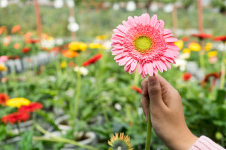 Hand holding flower with flower farm backgroundの写真素材