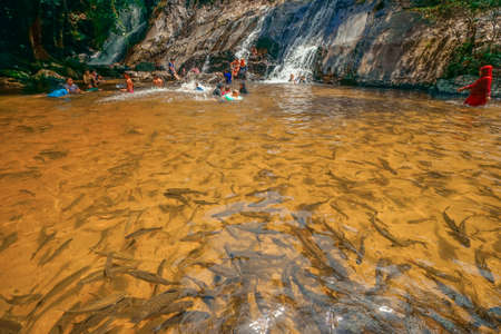 Forest and waterfall at Ton Nga Chang Waterfall, Songkhla, Thailand.のeditorial素材