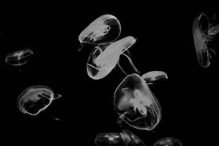 Jellyfish Wallpaper