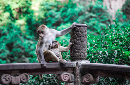 Monkeys in Hunan, Chinaの写真素材