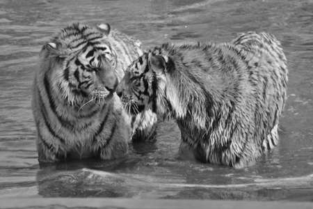 Black and white tigersの写真素材
