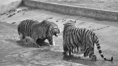 Black and white tigersの写真素材