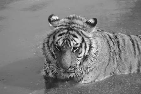Black and white tigersの写真素材