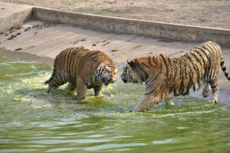 Siberian Tigers in Harbin, China
