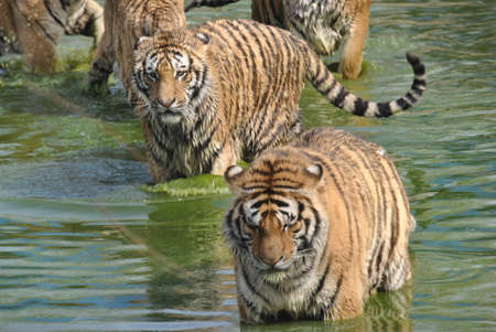 Siberian Tigers in Harbin, Chinaのeditorial素材