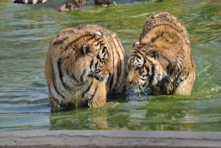 Siberian Tigers in Harbin, Chinaのeditorial素材