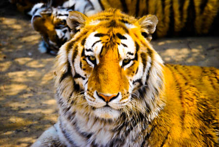 Siberian Tigerの写真素材