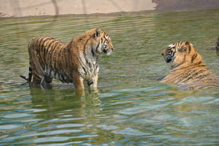 Tigers in the water