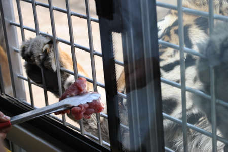 Feeding meat to a tiger
