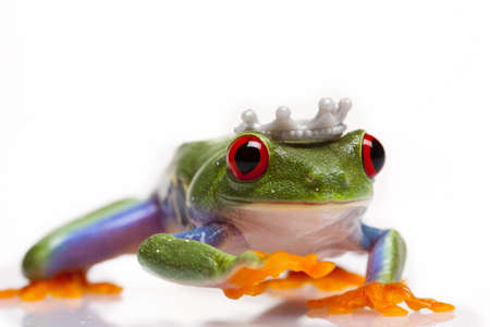 Frog Princessの写真素材