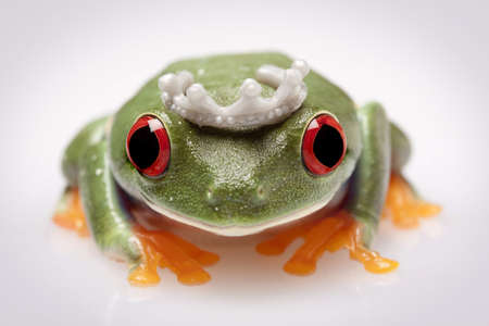 Frog Princessの写真素材
