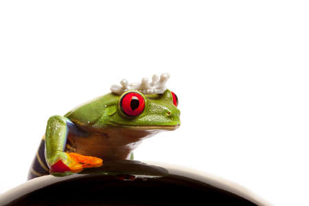Frog Prince Portraitの写真素材