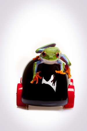Racing Frog!