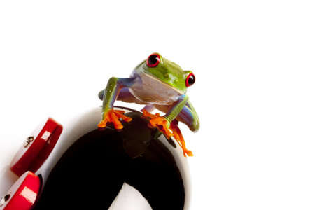 Frog Driver isolatedの写真素材