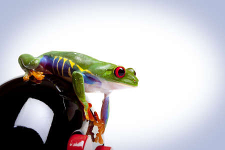 Looking Frog の写真素材