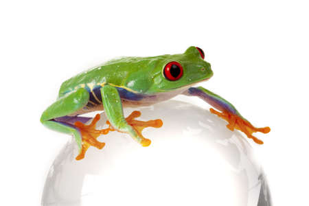 Frog on Globe