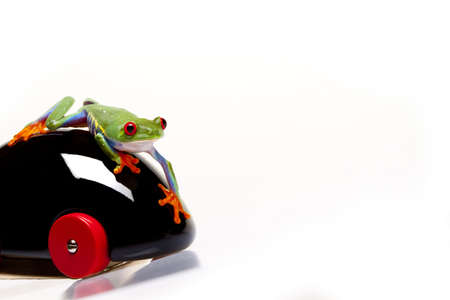 Frog and Toyの写真素材