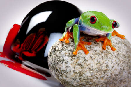Frog on Rock and Toy Accidentの写真素材