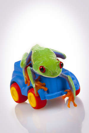 Frog on Toyの写真素材