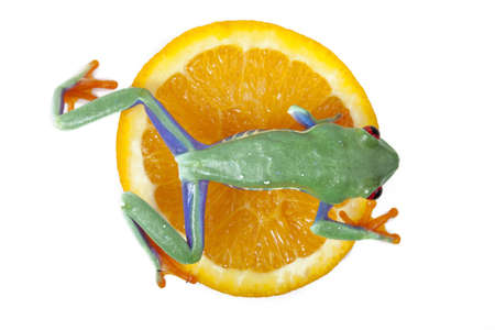 Juicy Frogの写真素材