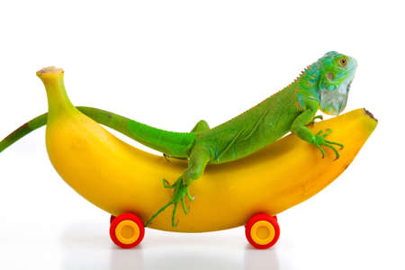 Green Iguana on Fruit Mobileの写真素材