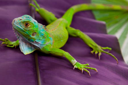 Green Iguana