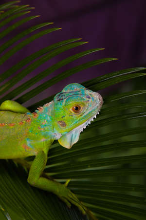Green Iguanaの写真素材