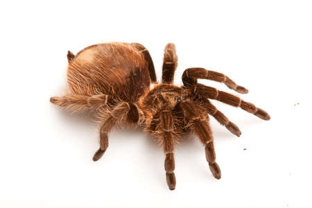 Tarantulaの写真素材