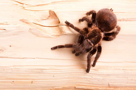 Tree Tarantulaの写真素材
