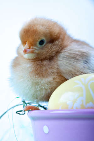 Easter Chickの写真素材