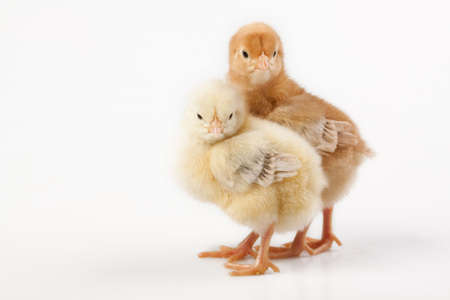 Easter Chicks